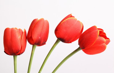 Red tulip with leave on a white background 