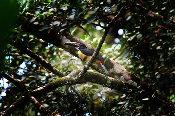 Collared Aracari perched in a tree