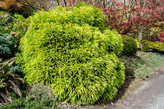 Dwarf Japanese Cedar (cryptomeria japonica globosa)