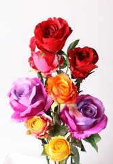 Beautiful colorful roses isolated on white