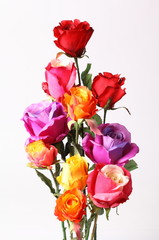 Obraz premium Beautiful colorful roses isolated on white