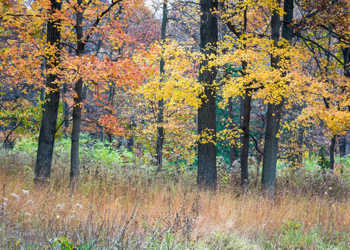Splashes of autumn color paint the trees in a Midwest forest.
