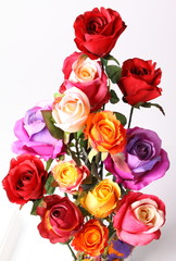 Beautiful colorful roses isolated on white