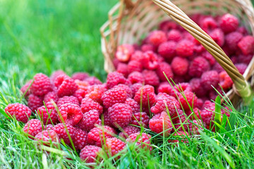 Raspberry in the grass, close up image. Berries in a basket. Beautiful summer harvest background