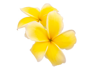 plumeria rubra flowers on white background. (clipping path)