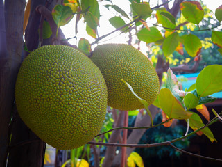Fresh green Jackfruit  on the jackfruit tree.