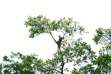 Orange Iguana at top of tree in rain forest