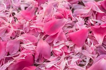 Beautiful peony petals close up, pink flower texture