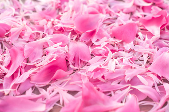 Beautiful peony petals scattered all over the place. Close-up natural photo