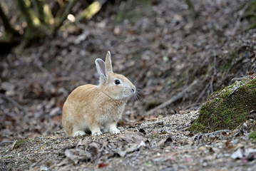 Naklejka na ściany i meble Little European rabbit, on the island of Ohkunoshima in Hiroshima Prefecture. Japan