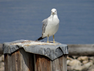 A seagul staring at the photographer while standing on a steel covered post.