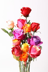 Fototapeta premium Beautiful colorful roses isolated on white