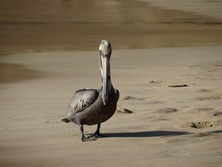 Pelican walking along the beach in Puerto Rico.