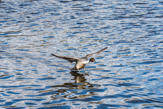 A picture of male pintail duck touching down to the lake.   Vancouver  BC  Canada