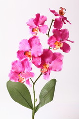 Naklejka na ściany i meble Beautiful purple orchid on a white background