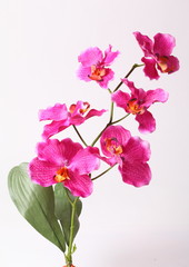 Beautiful purple orchid on a white background