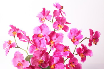 Fototapeta na wymiar Beautiful purple orchid on a white background