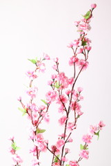 Fototapeta na wymiar Pink cherry blossom (sakura flowers), isolated on white