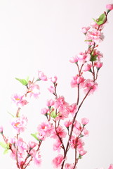 Naklejka na ściany i meble Pink cherry blossom (sakura flowers), isolated on white