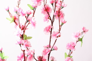 Obraz na płótnie Canvas Pink cherry blossom (sakura flowers), isolated on white