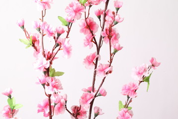 Fototapeta premium Pink cherry blossom (sakura flowers), isolated on white