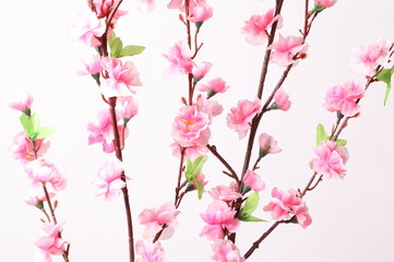 Pink cherry blossom (sakura flowers), isolated on white