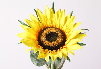 Fototapeta premium sunflower isolated on white background