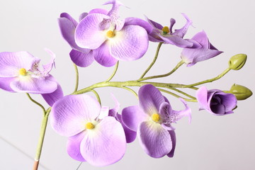 Purple orchid. Isolated with a white background