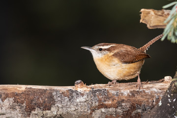 Carolina Wren Perched Alertly on a Slender Branch
