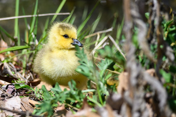 Newborn Gosling Resting Quietly on the Soft Green Grass