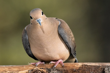 Close Look at a Mourning Dove While Perched on a Branch