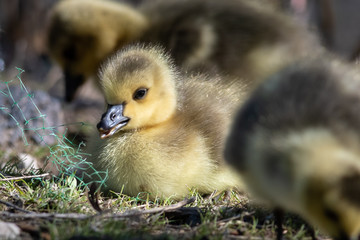 Newborn Gosling Resting Quietly on the Soft Green Grass