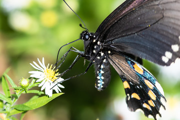 Spicebush Swallowtail Butterfly Sipping Nectar from the Accommodating Flower