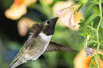 Black-Chinned Hummingbird Searching for Nectar Among the Orange Flowers