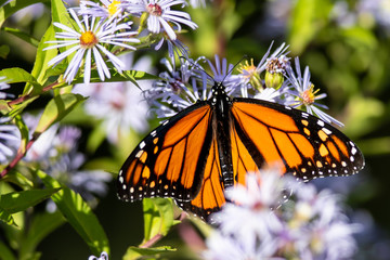 Monarch Butterfly Sipping Nectar from the Accommodating Flower