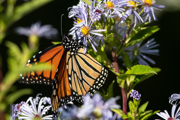 Monarch Butterfly Sipping Nectar from the Accommodating Flower
