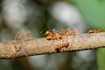 Close up focus one red ant on stick tree in nature at thailand