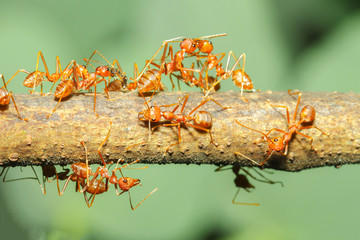 Close up group red ant on stick tree in nature at thailand