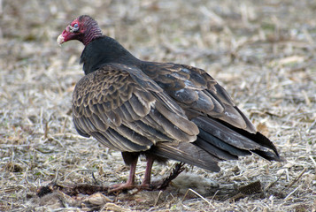 Close up of a buzzard standing in the field.