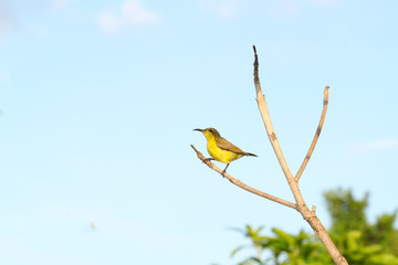 The yellow Oriole bird on stick tree in garden at thailand