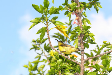 The yellow Oriole bird on stick tree in garden at thailand