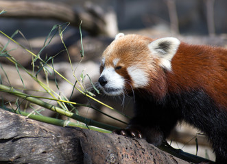 Fototapeta premium Close up of a red panda climbing a branch.