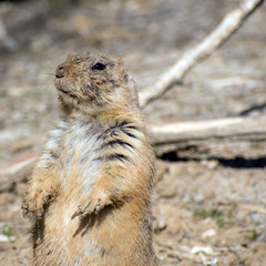 Close up of a prairie dog on its hind legs.