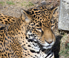Close up of a leopard's face.