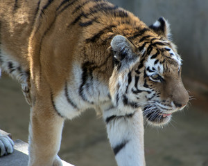 Close up of a tiger with its mouth open.