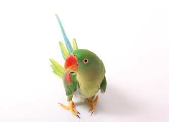 Closeup Female Alexandrine Parakeet on white backgroud