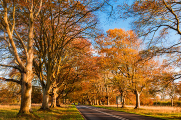 Tree lined road in autumn near Badbury Rings