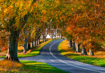 Tree lined road in autumn near Badbury Rings