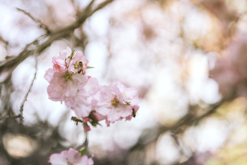 blooming pink flower branch on spring garden.