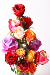 Beautiful colorful roses isolated on white